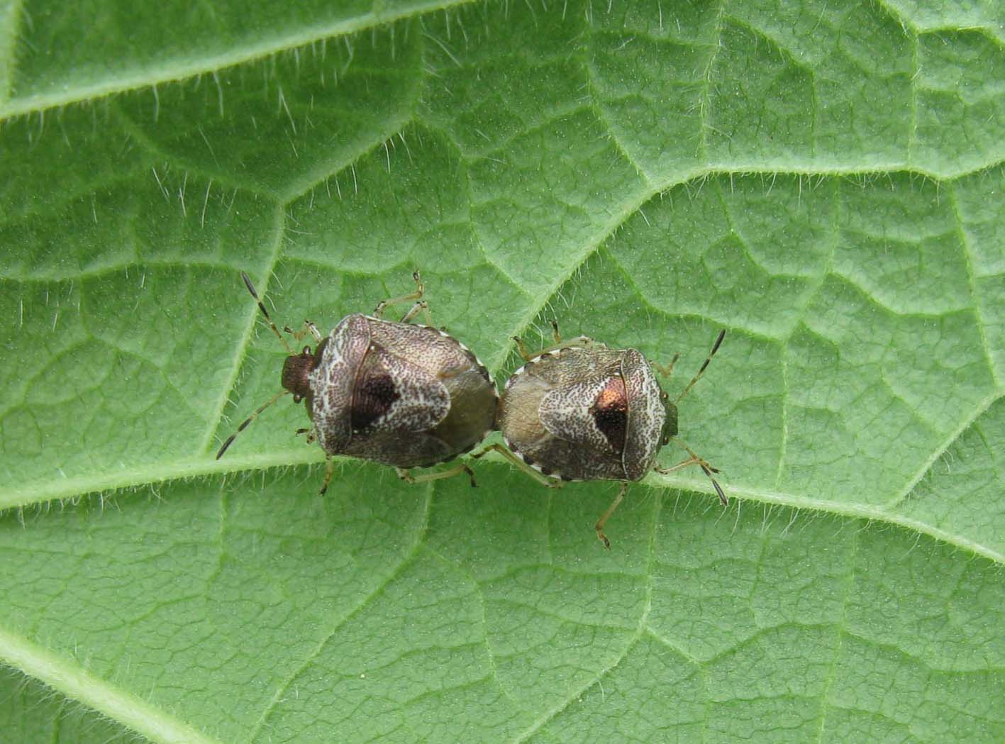 Pentatomidae: Stagonomus venustissimus in accoppiamento (RM)